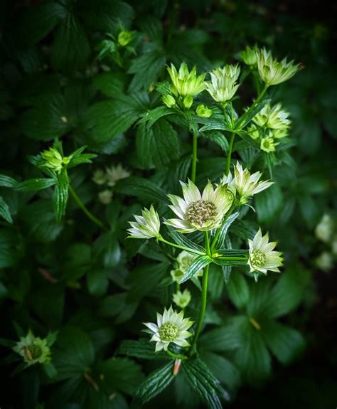 How To Grow The Shade Loving plant Astrantia and 8 Varieties To Try! – Oh Homely Girl