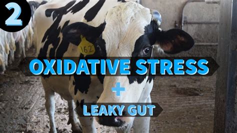 Oxidative Stress Leaky Gut In Cows Explained Youtube