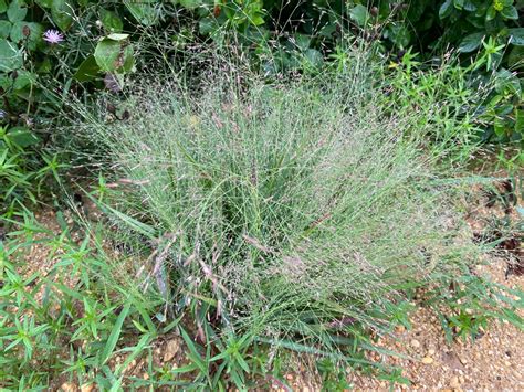 Purple Love Grass Eragrostis Spectabilis