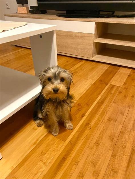 Yorkshire Terrier