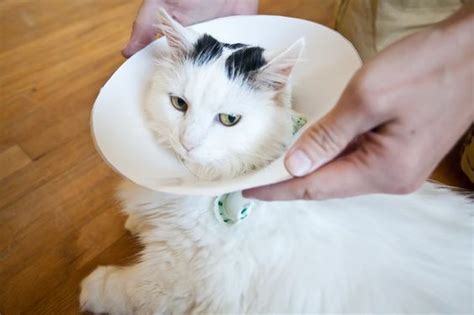 How Long Does Cat Need To Wear Cone After Spay