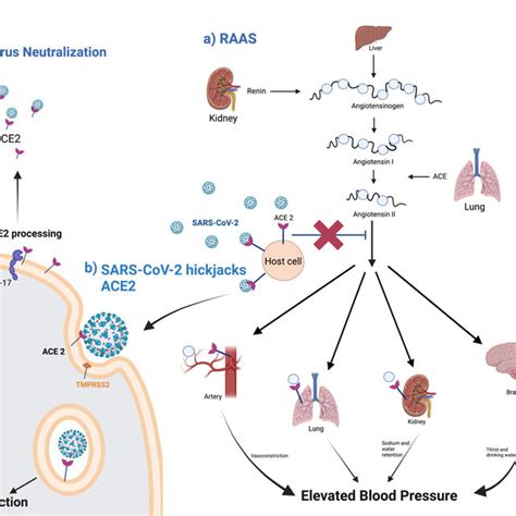 A Schematic Diagram Of ACE2 Pathways A The Regulation Of The