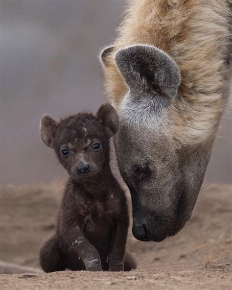 Baby Laughing Hyena