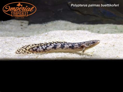 Gold Dust Bichir Polpyterus Palmas Buettikoferi Imperial Tropicals