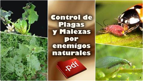 Control Plagas Malezas Biologico Fitochapingo