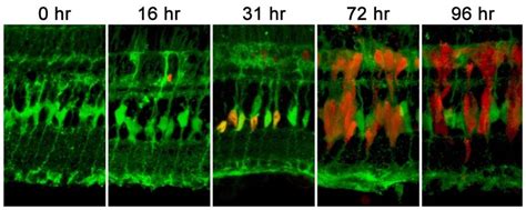 Fig n 41 Müller glia are the source of stem cells in the adult