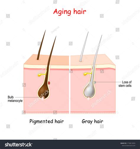 Hair Follicles Melanocytes Produce Melanin Photos and Images | Shutterstock