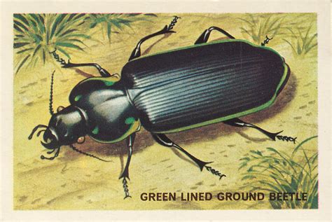 jakobina24: types of garden beetles