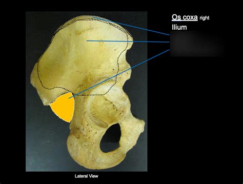 Os Coxa Right Diagram Quizlet