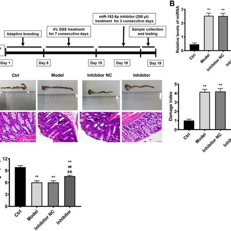 Downregulation Of Mirna 182 5p Exerts Protective Effects On Colitis