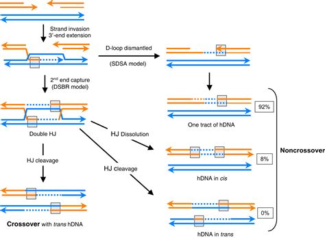 Molecular Structures Of Crossover And Noncrossover Intermediates During