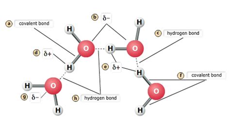 Hydrogen Bonding And Water Mastering Biology Diagram Water M