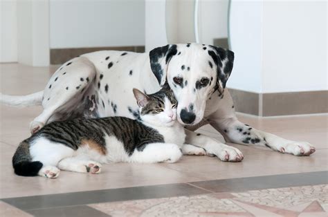 Polizze Per Cani E Gatti Un Trend In Crescita Che Vale Oltre