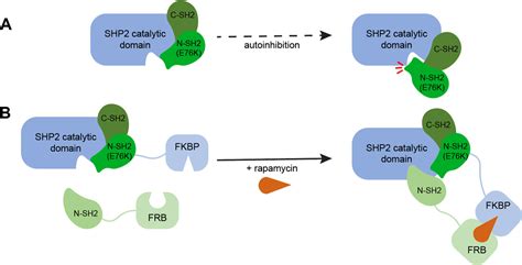 Inhibition Of Shp And Shp Protein Tyrosine Phosphatase Activity By