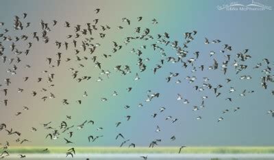 Wilsons Phalaropes In Flight In Front Of A Rainbow On The Wing