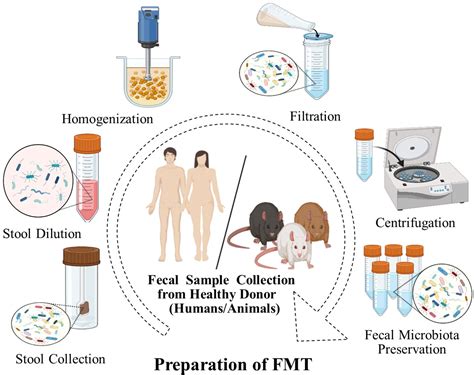 Frontiers Protective Effects Of Fecal Microbiota Transplantation