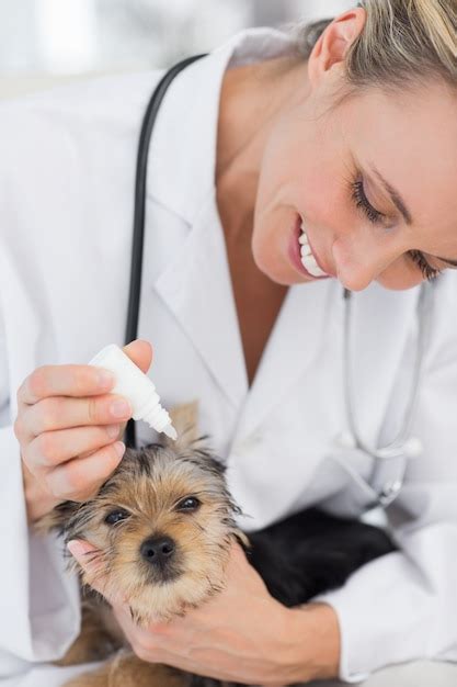 Premium Photo Puppy Receiving Ear Treatment From Veterinarian