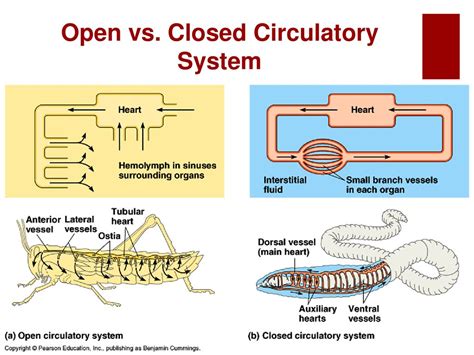 Circulatory System Ms Day Ap Biology Ppt Download