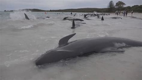 Video Tientalle Walvisse Vrek Ná Hulle In Australië Uitspoel Maroela