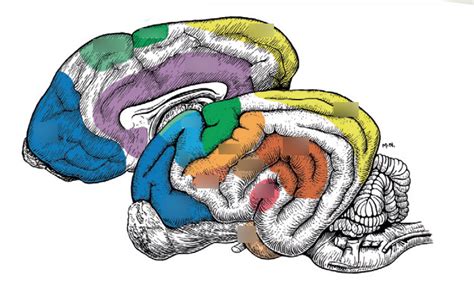 Areas of the brain Diagram | Quizlet