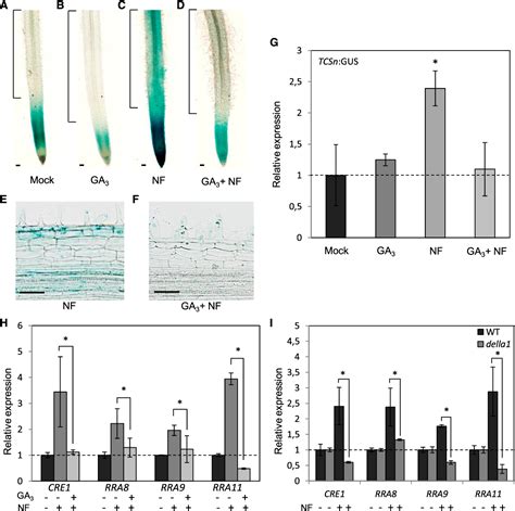 Figure 1 From Della1 Mediated Gibberellin Signaling Regulates Cytokinin