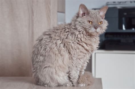 Kot selkirk rex - charakterystyka, pielęgnacja, zdrowie | Fera.pl