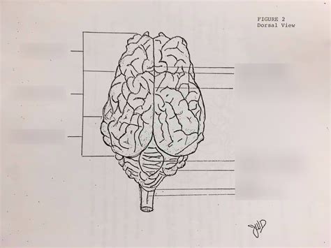 Sheep Brain Dorsal View Diagram Quizlet