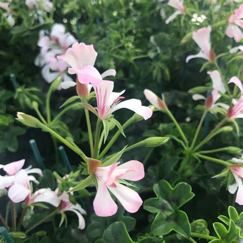 Acheter Geranium Lierre Balcons Blanc Et Autres Plantes Sur Coclicoh