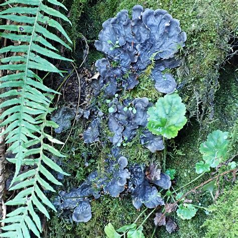 Peltigera Neopolydactyla 10 000 Things Of The Pacific Northwest