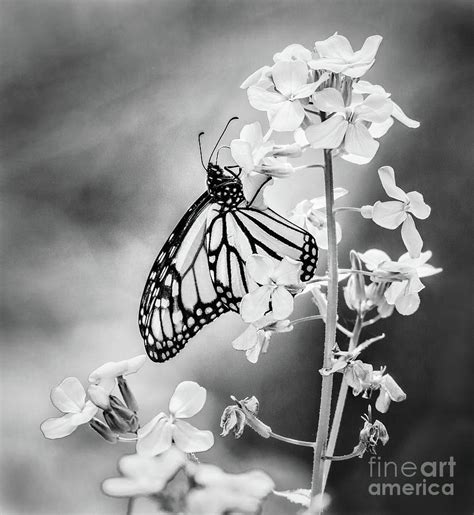 Black And White Monarch Butterfly Photography