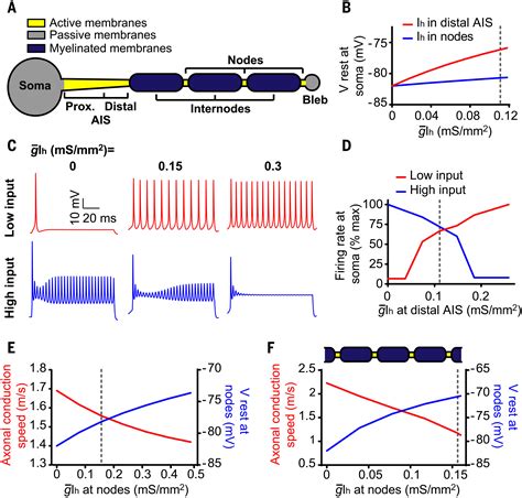 Astrocyte Ca2 Evoked ATP Release Regulates Myelinated Axon