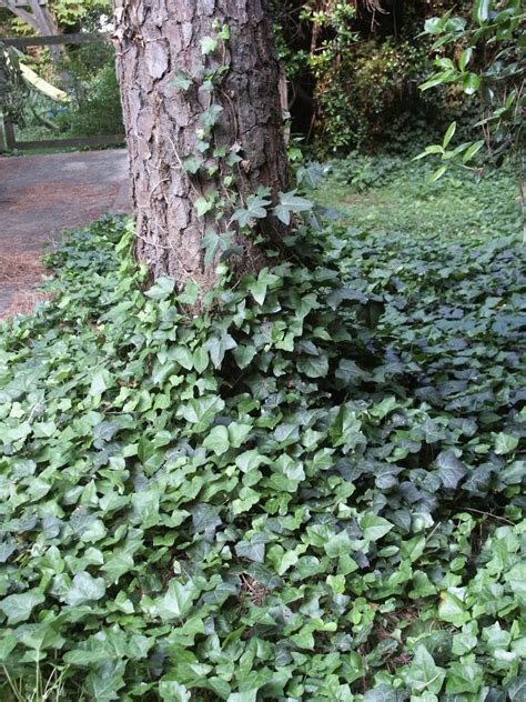 English Ivy Ground Cover For Oak Tree Stumps