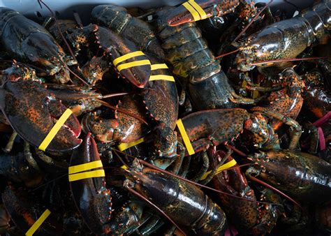 Unionizing the Gig Economy: Lobstermen Show Path for Workers - Bloomberg