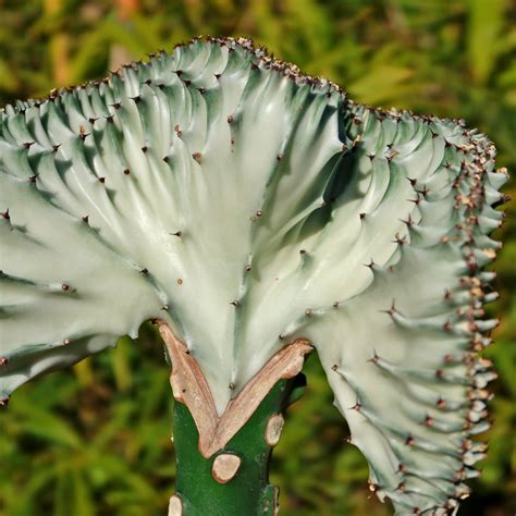 Shop Euphorbia Lactea Cristata Grafted Care And Info Planet Desert