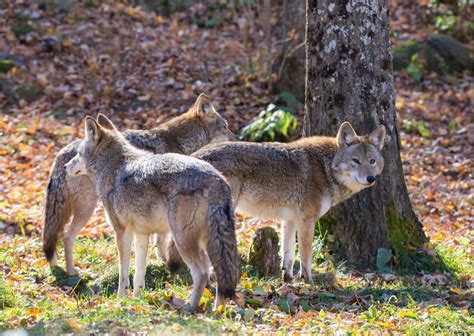 Coyote Habits - AnimalBehaviorCorner