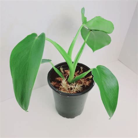 Philodendron Rugosum Pig Skin Sows Ear Full Plant Rare Aroid Etsy