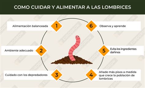 Como Hacer Humus De Lombriz Gu A Definitiva