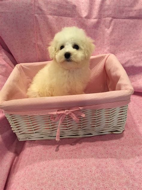 Bichon Frise Sales Breeder Precious Bichon Frise