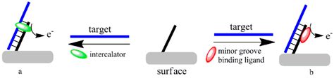 The Electrochemical Dna Sensors Based On Redox Active Hybridization Download Scientific Diagram