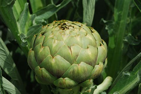 Artichoke Varieties Types Of Artichokes Varieties Of Artichokes