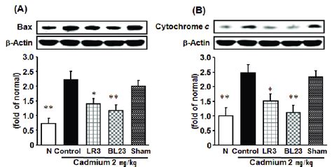 Renal Apoptosis Related Protein Expressions A Bax B Cytochrome C