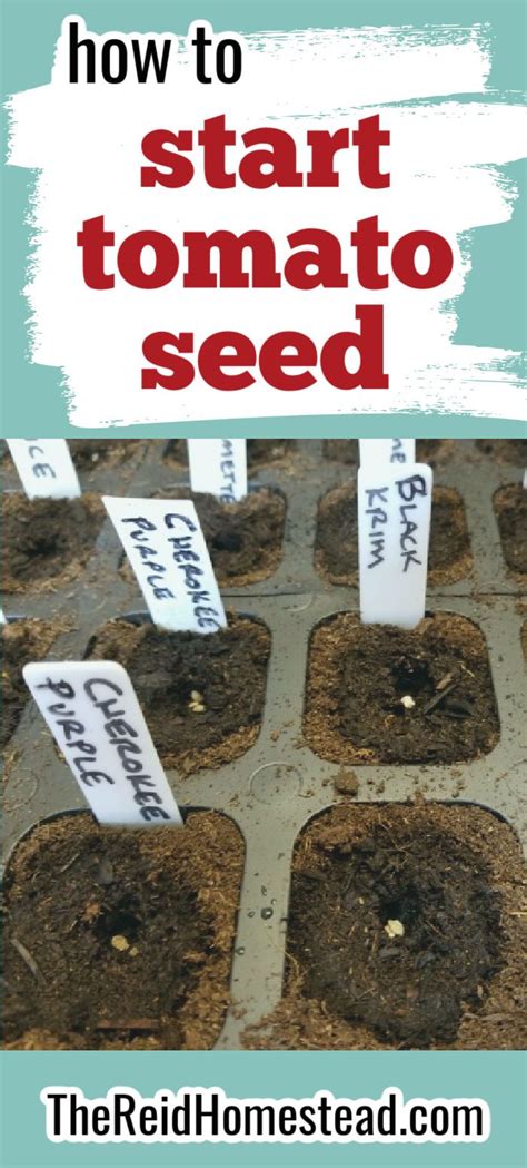 Seed Starting 101 Planting Tomato Seeds Indoors