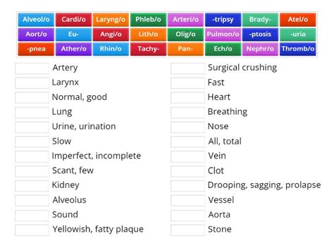 Circulatory Respiratory And Urinary Medical Terminology Match Up