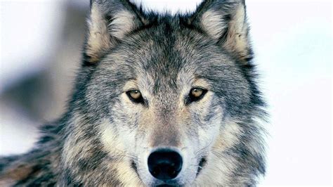 Wolf Face Wallpapers Top Free Wolf Face Backgrounds Wallpaperaccess