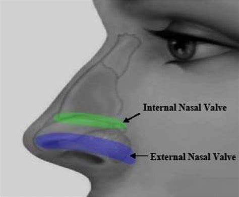 Nasal Valve