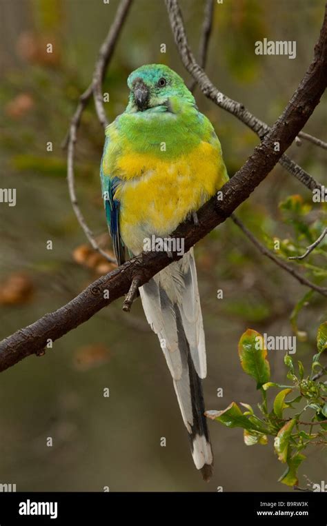 Red Rumped Parrot Male Psephotus Haematonotus Stock Photo Alamy