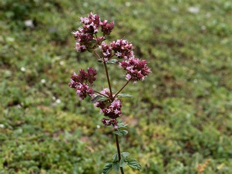 Echter Dost Origanum Vulgare Nationalpark Valbonatal Regi Flickr