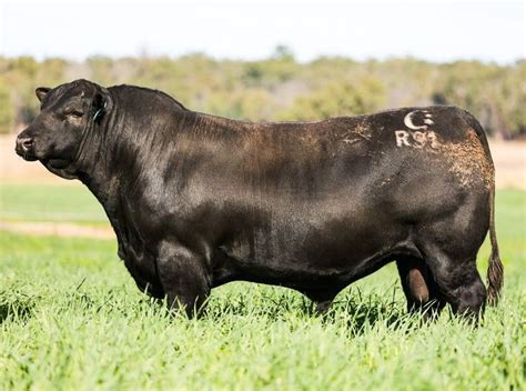 Rocky Repro Queenslands Bovine Reproduction Centre