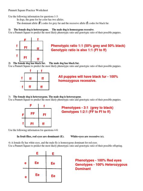 Punnett Square Practice Worksheet: 1) The Female Dog Is ...