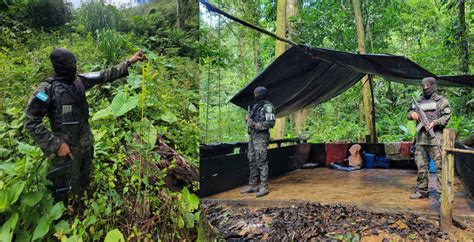 Aseguran Dos Plantaciones De Hoja De Coca En Olanchito Yoro